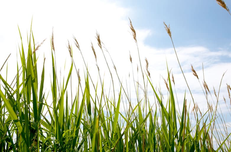 als 0794 textimage 782x516 squoosh