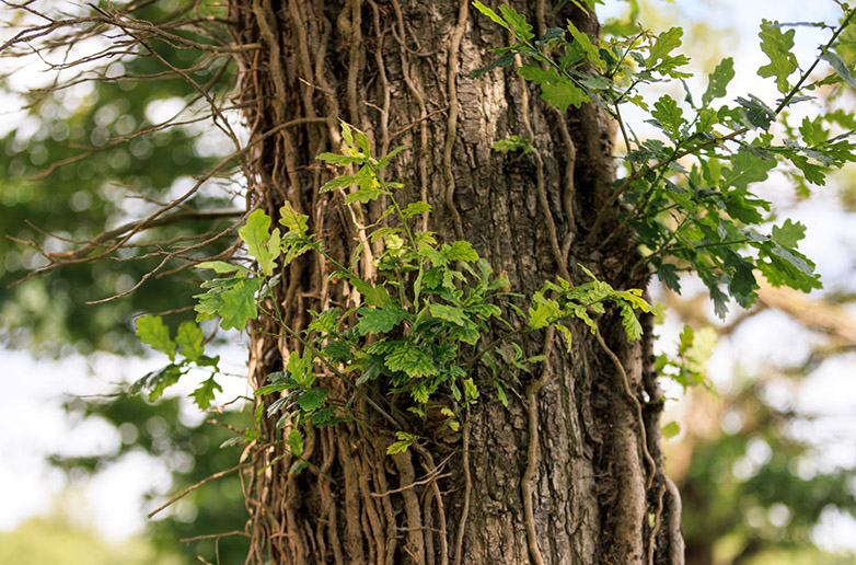 velfac epd textimage 782x516